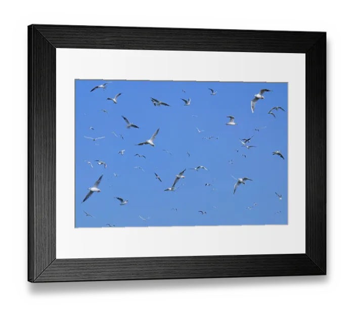 Framed Print : Flock of feasting gulls Framed Print : Flock of feasting gulls