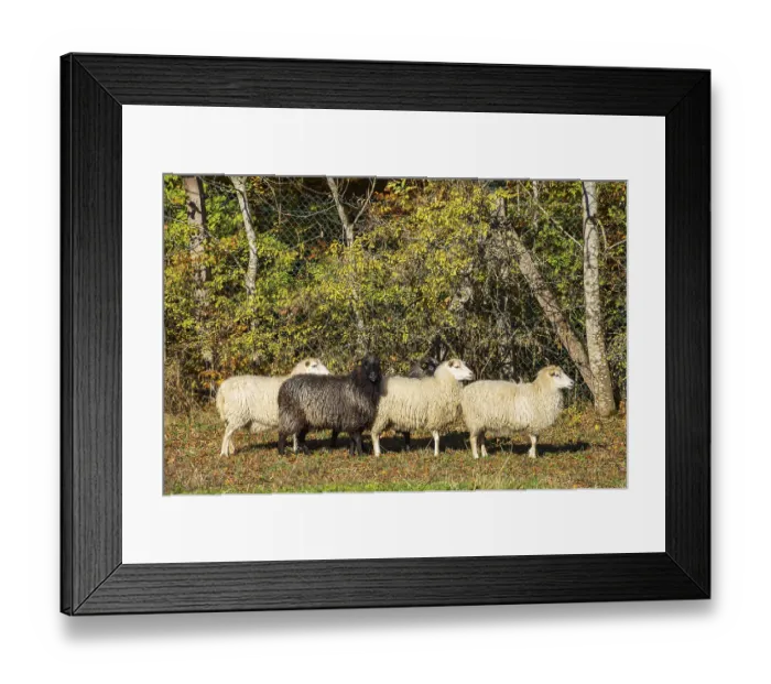 Framed Print : A black sheep in a small group of sheep in front of autumnal trees