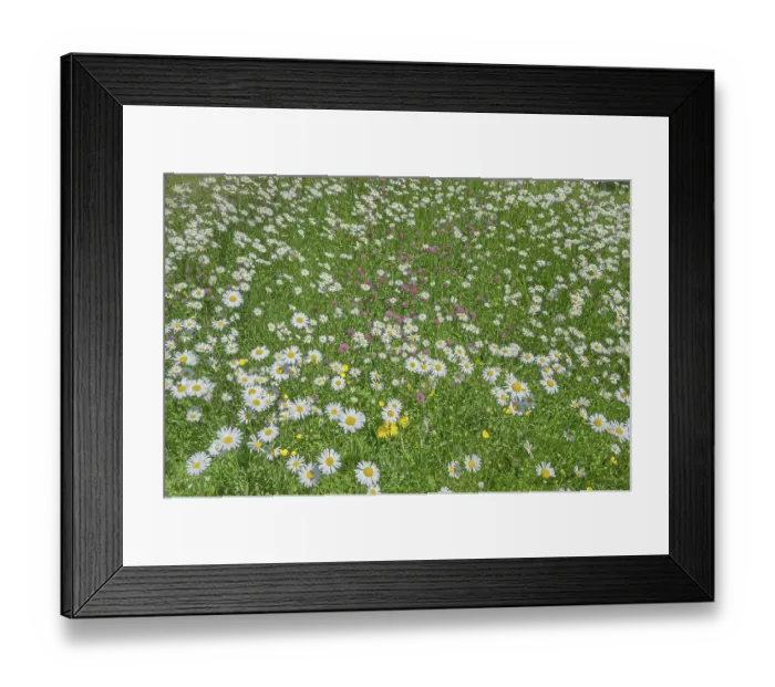 Framed Print : Meadow daisies (Leucanthemum vulgare) Framed Print : Meadow daisies (Leucanthemum vulgare)