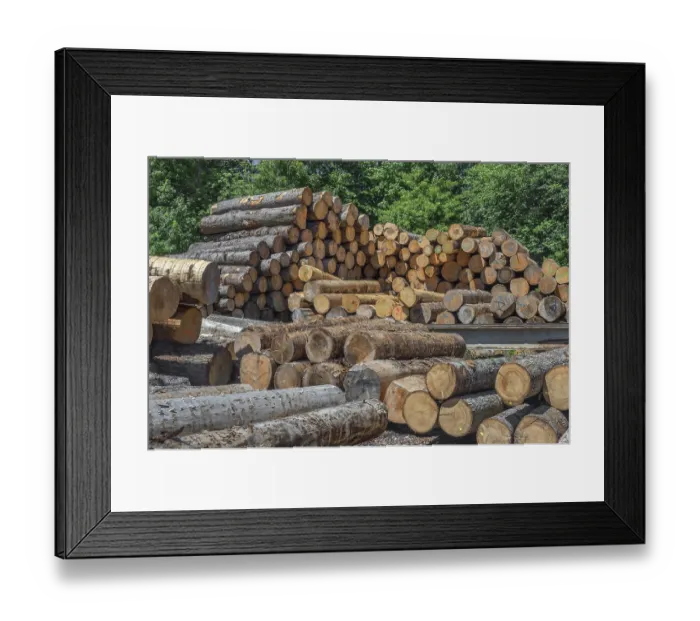 Framed Print : Labelled stacked tree trunks in a sawmill Framed Print : Labelled stacked tree trunks in a sawmill