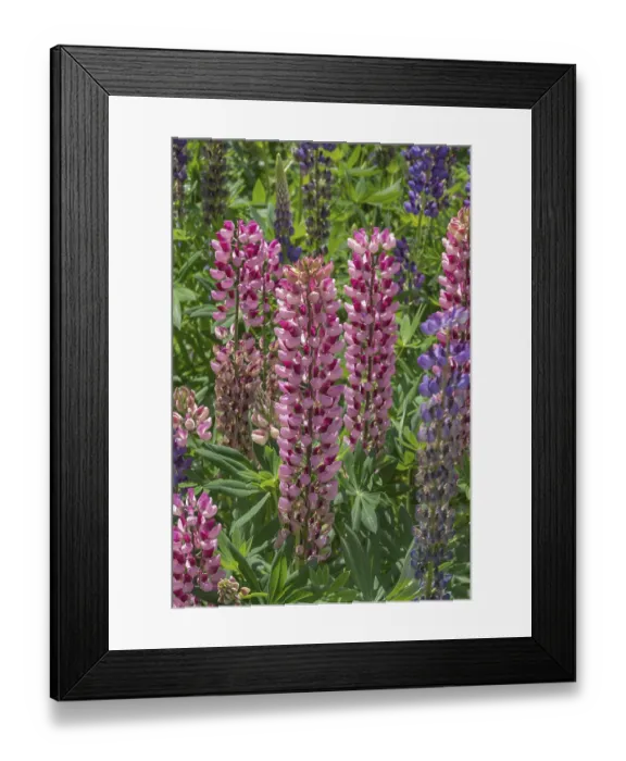 Framed Print : Lupins (Lupinus), Allgau, Swabia Framed Print : Lupins (Lupinus), Allgau, Swabia