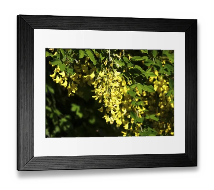 Framed Print : Laburnum, spring, Germany Framed Print : Laburnum, spring, Germany