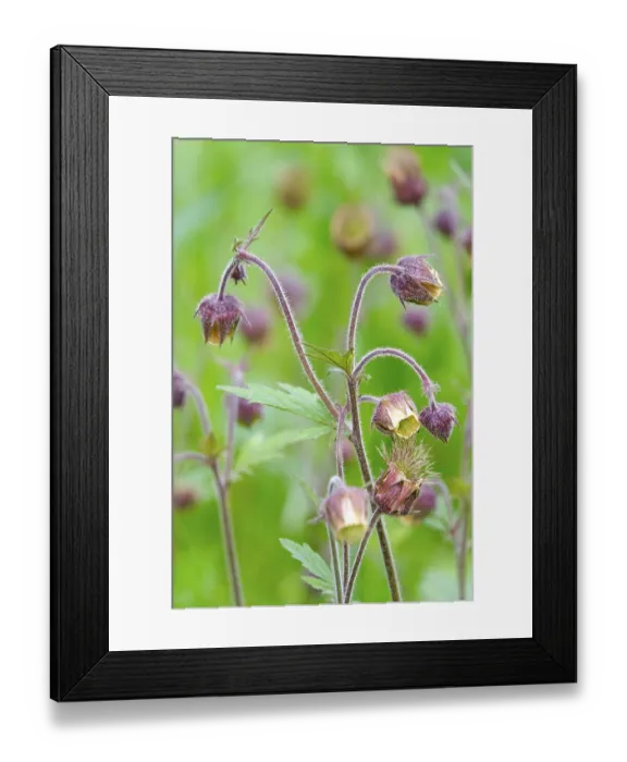Framed Print : Bachnelkenwurz, May, Germany
