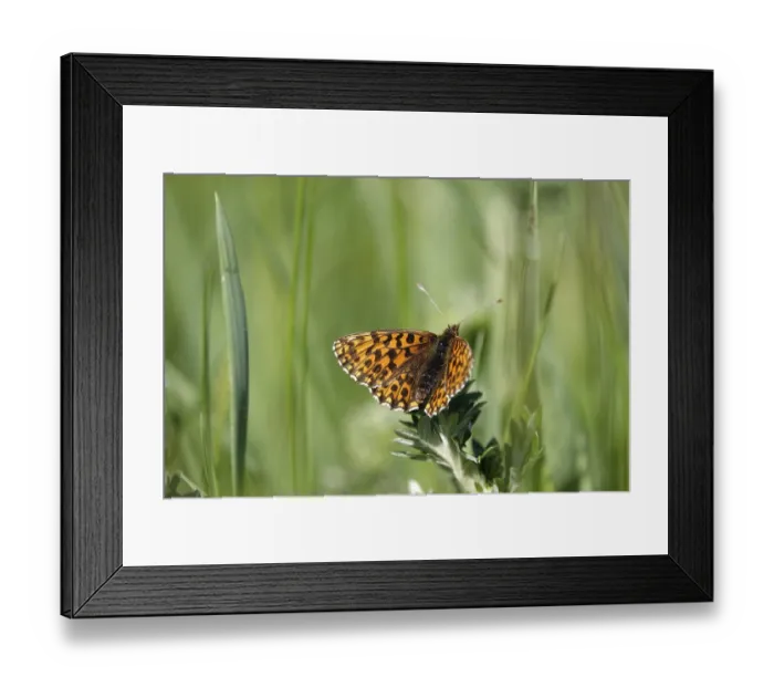 Framed Print : Pearl-bordered moth in a meadow in spring, Germany Framed Print : Pearl-bordered moth in a meadow in spring, Germany
