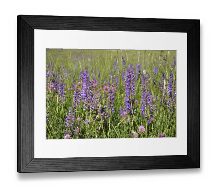 Framed Print : Meadow sage (Salvia pratensis)