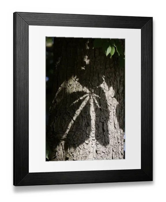 Framed Print : Shade of chestnut tree leaves, May, Germany Framed Print : Shade of chestnut tree leaves, May, Germany