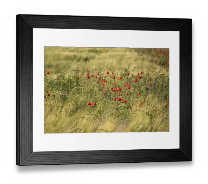 Framed Print : Beautiful picturesque poppy field, June, Germany