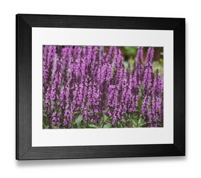 Framed Print : Steppe sage or grove sage (Salvia nemorosa)