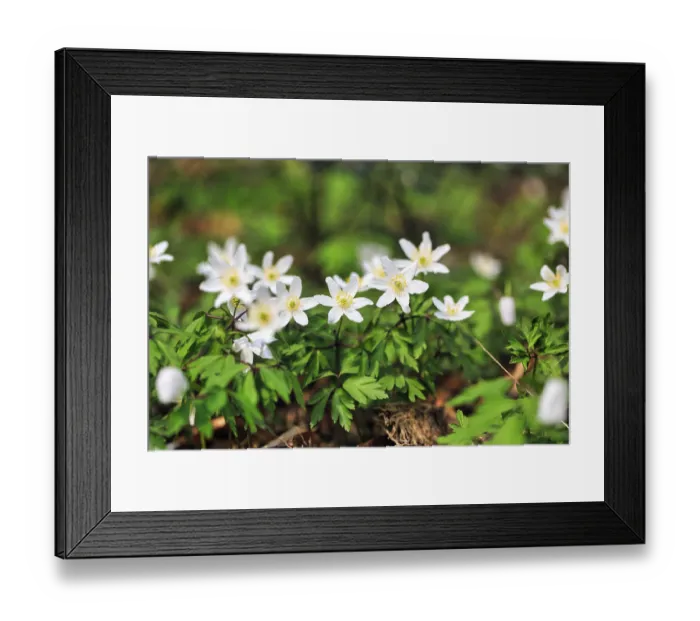 Framed Print : Wood anemone (Anemone nemorosa)