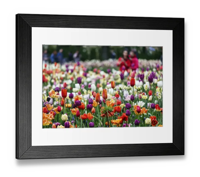 Framed Print : Different coloured tulips (Tulipa)
