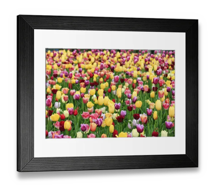 Framed Print : Different coloured tulips (Tulipa)