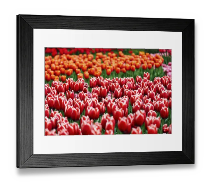 Framed Print : Tulips (Tulipa) in various shades of red Framed Print : Tulips (Tulipa) in various shades of red