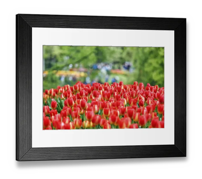 Framed Print : Red tulips (Tulipa), colourful tulip bed