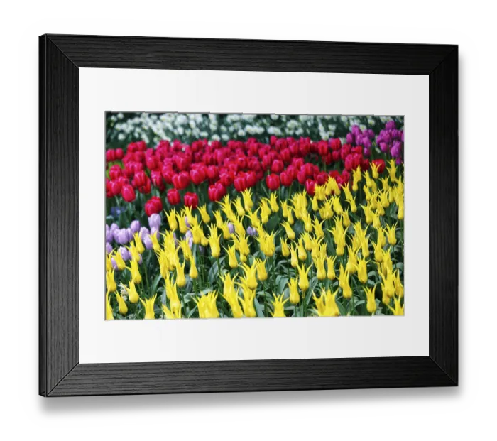 Framed Print : Different coloured tulips (Tulipa)