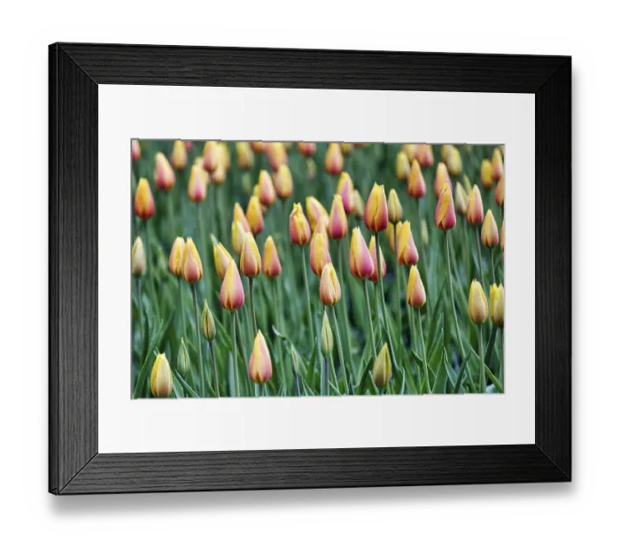 Framed Print : Tulipa polychroma (Tulipa), colourful tulip bed