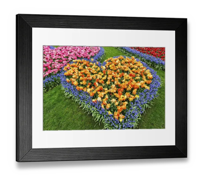 Framed Print : Heart, bed with tulips (Tulipa) and grape hyacinths (Muscari) Framed Print : Heart, bed with tulips (Tulipa) and grape hyacinths (Muscari)