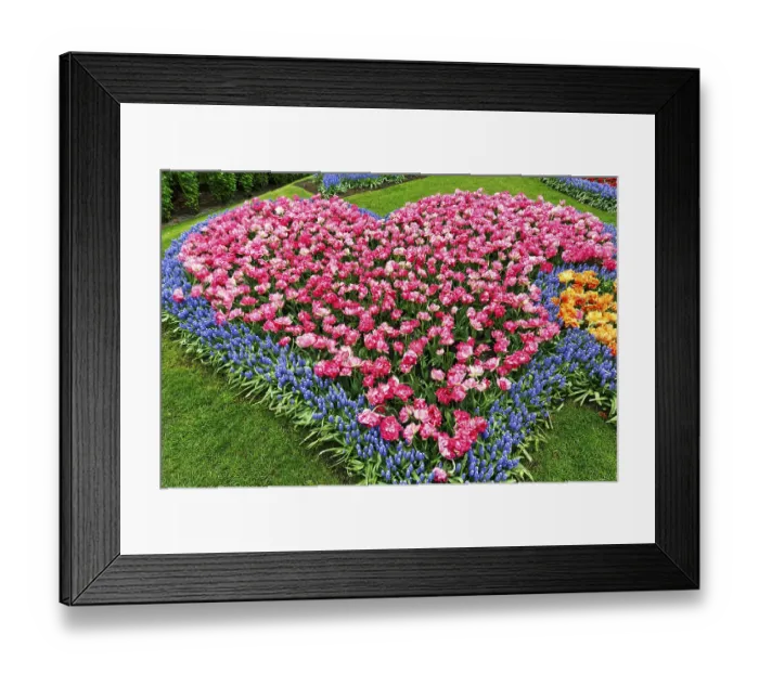 Framed Print : Heart, bed with tulips (Tulipa) and grape hyacinths (Muscari)