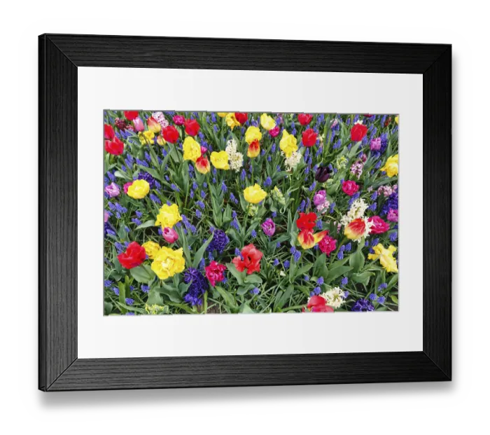 Framed Print : Different coloured tulips (Tulipa)