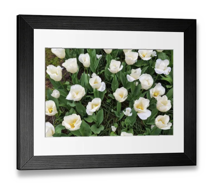 Framed Print : White tulips (Tulipa), tulip bed