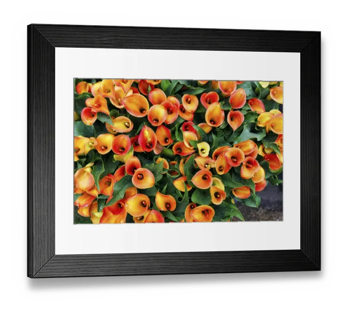 Framed Print : Orange-coloured flower-bed of the calla Framed Print : Orange-coloured flower-bed of the calla