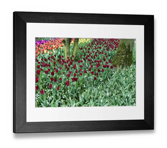 Framed Print : Different coloured tulips (Tulipa) Framed Print : Different coloured tulips (Tulipa)
