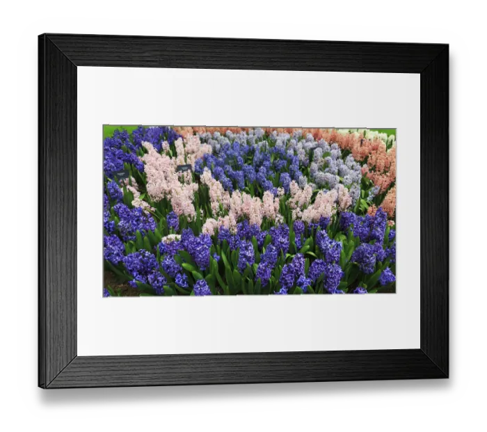 Framed Print : Different coloured hyacinths (Hyacinthus) in a flower bed