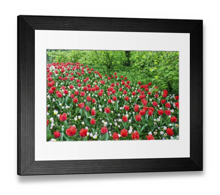 Framed Print : Different coloured tulips (Tulipa)