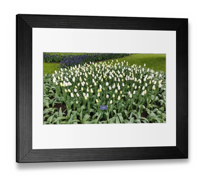 Framed Print : Tulipa polychroma (Tulipa), tulip bed Framed Print : Tulipa polychroma (Tulipa), tulip bed