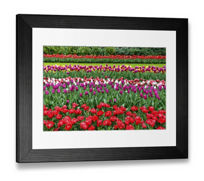 Framed Print : Different coloured tulips (Tulipa) Framed Print : Different coloured tulips (Tulipa)