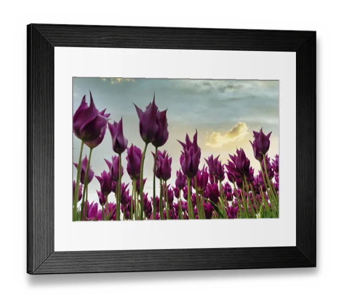 Framed Print : Pink tulips, view from below, evening sky Framed Print : Pink tulips, view from below, evening sky