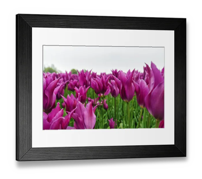 Framed Print : Pink tulips, dull spring weather