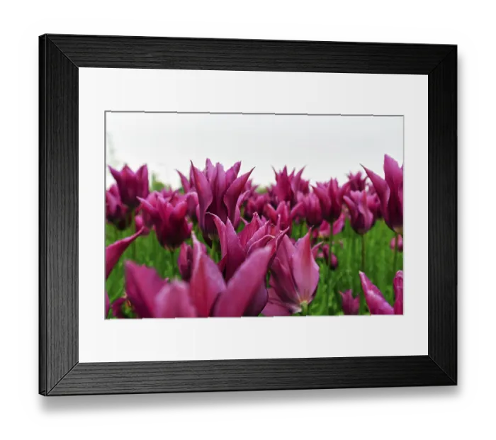 Framed Print : Pink tulips, dull spring weather Framed Print : Pink tulips, dull spring weather