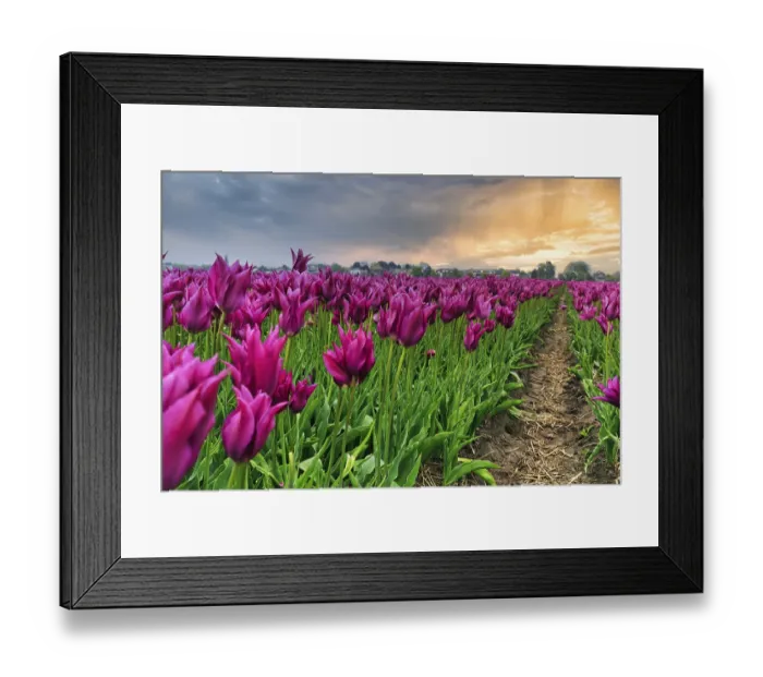 Framed Print : Pink tulips, evening sky, tulip field Framed Print : Pink tulips, evening sky, tulip field