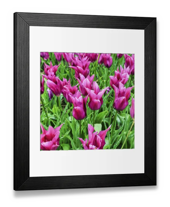 Framed Print : Pink tulips, tulip field, Bollenstreek