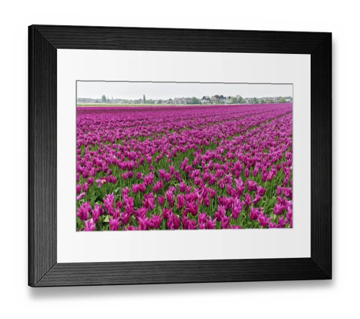 Framed Print : Pink tulips, dull spring weather