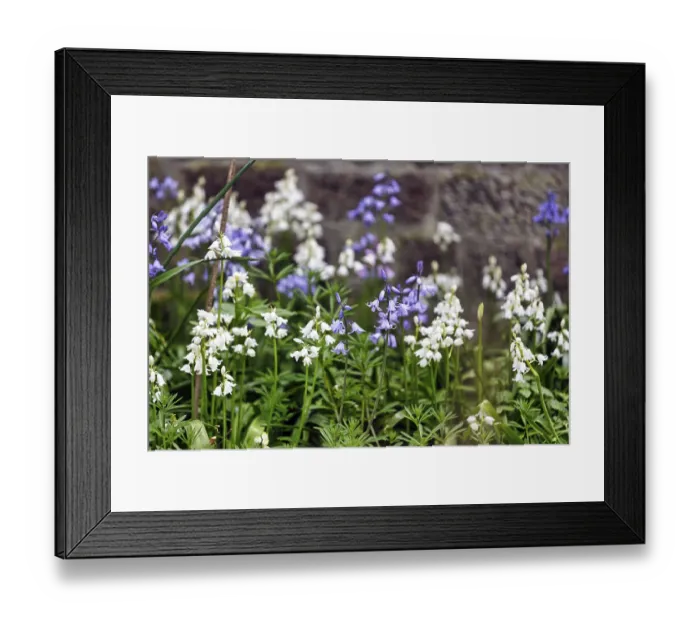 Framed Print : Bluebells, blue and white, Heligoland Island