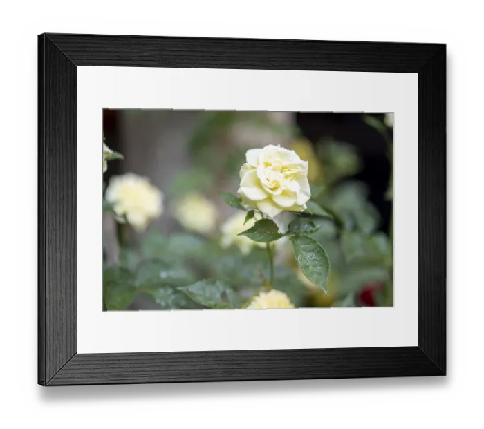 Framed Print : A beautiful yellow rose in full bloom a close up shot of a delicate rose with ruffled petals surrounded by vibrant Framed Print : A beautiful yellow rose in full bloom a close up shot of a delicate rose with ruffled petals surrounded by vibrant