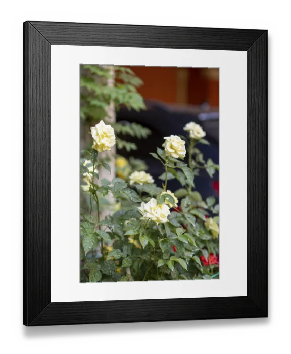 Framed Print : Beautiful yellow roses blooming in the garden the petals are soft and delicate