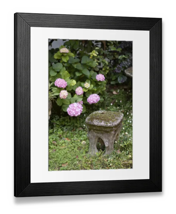 Framed Print : A delightful outdoor scene with pink hydrangeas