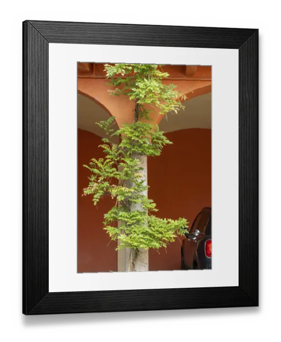 Framed Print : The charming tree growing along side of the building in a botanical setting a beautiful display of nature in an urban Framed Print : The charming tree growing along side of the building in a botanical setting a beautiful display of nature in an urban
