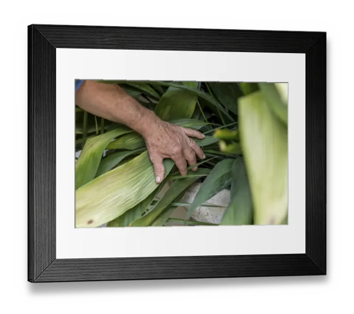 Framed Print : Examining the vibrant leaves an individual hand gently touches a lush array of plants evoking a sense of connection Framed Print : Examining the vibrant leaves an individual hand gently touches a lush array of plants evoking a sense of connection
