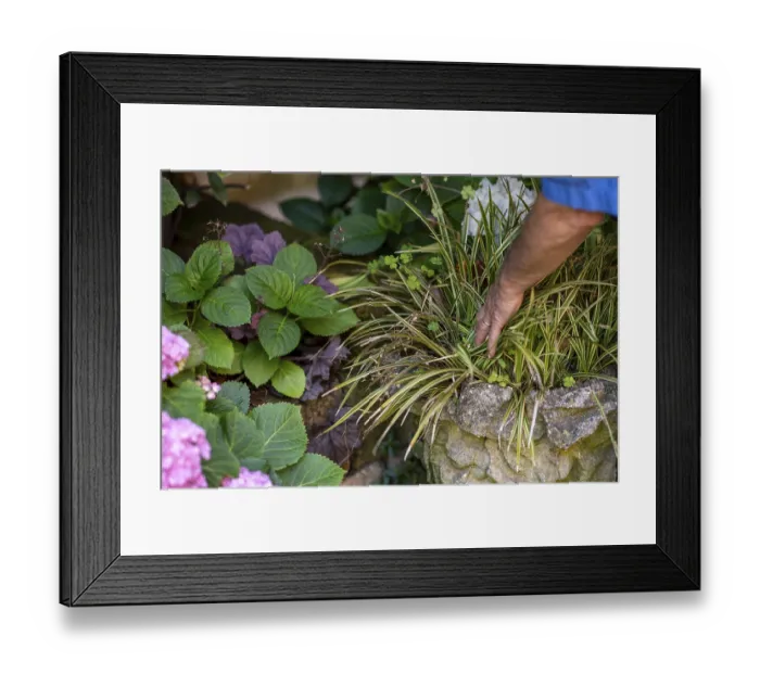 Framed Print : A vibrant garden oasis a human hand carefully tends to lush green foliage