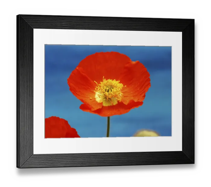 Framed Print : Iceland poppy (Papaver nudicaule)