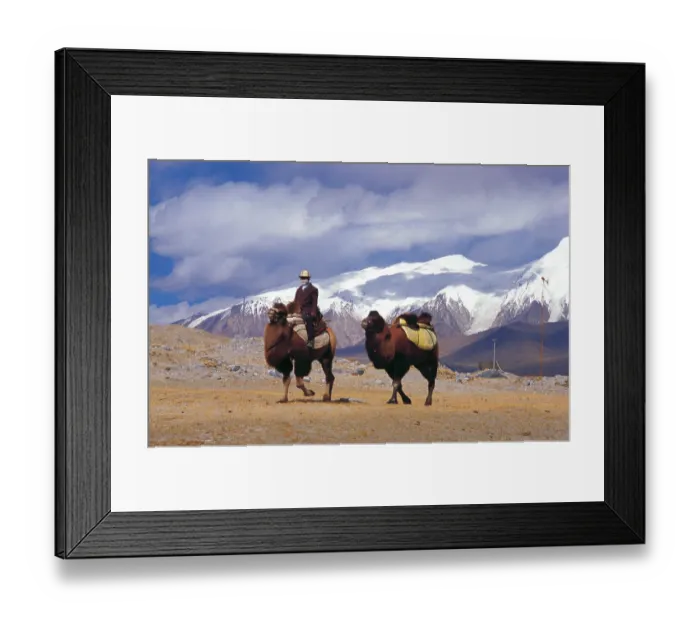 Framed Print : The Bactrian camel (Camelus bactrianus) is a large even-toed ungulate native to the steppes of central Asia