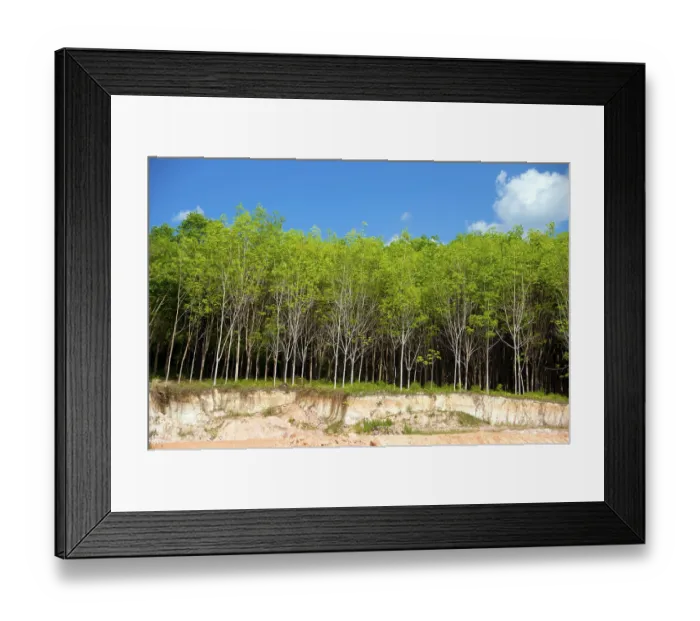 Framed Print : Trang province was dependent on tin mining until the first rubber seedlings were brought into Thailand around 1901