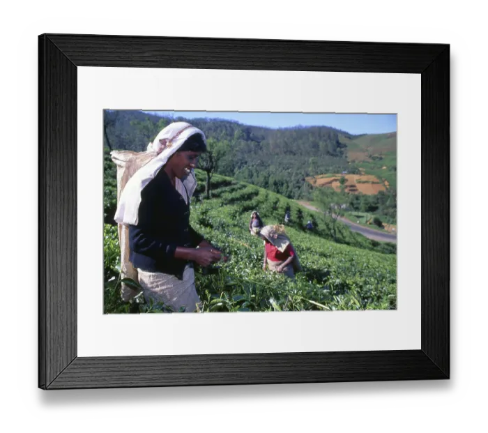 Framed Print : Tea production in Sri Lanka, formerly Ceylon