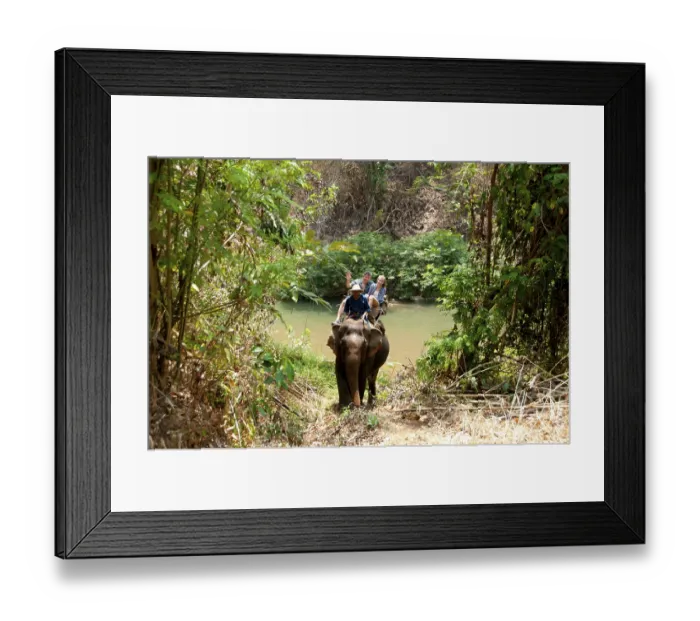 Framed Print : The Asian or Asiatic Elephant (Elephas maximus)