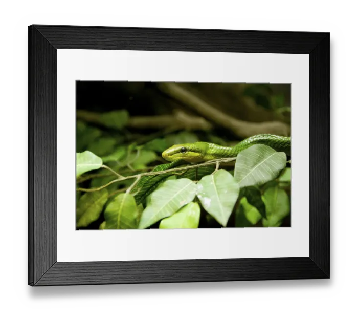 Framed Print : The red-tailed green ratsnake (Gonyosoma oxycephalum)