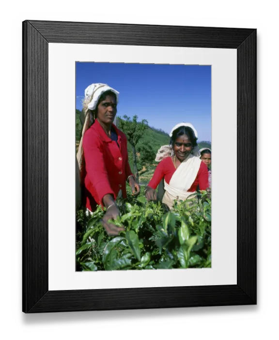 Framed Print : Tea production in Sri Lanka, formerly Ceylon