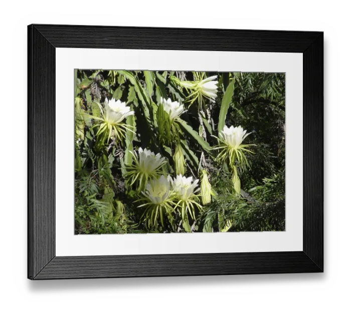 Framed Print : Queen of the Night (Selenicereus grandiflorus) Framed Print : Queen of the Night (Selenicereus grandiflorus)